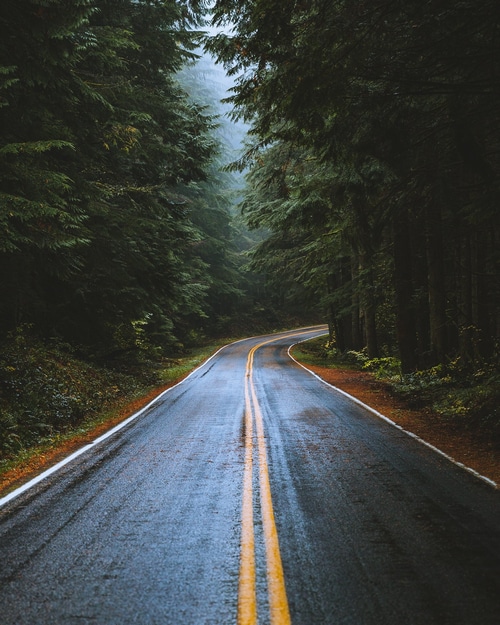 Wet road through a dark forest