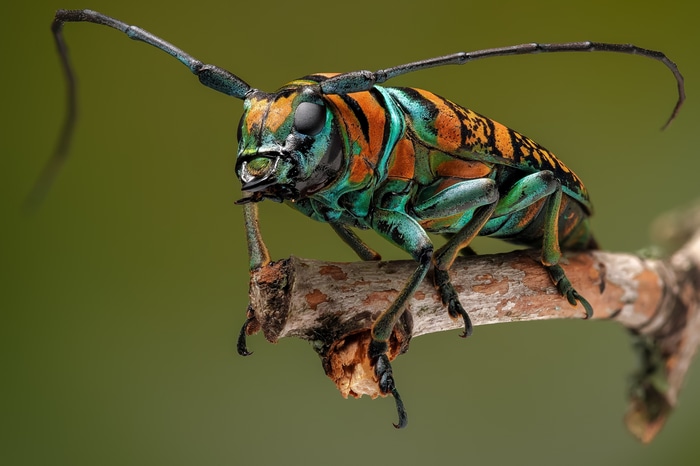 4K insect on a branch
