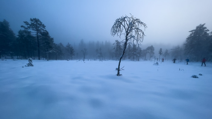 4K winter landscape with skiers in a snowy forest