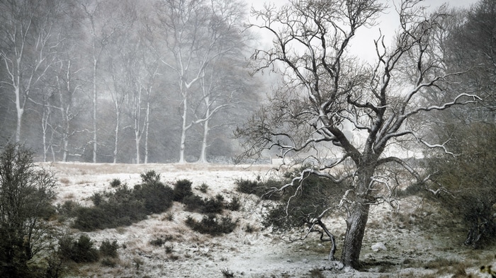 4K winter scene with bare trees and snow