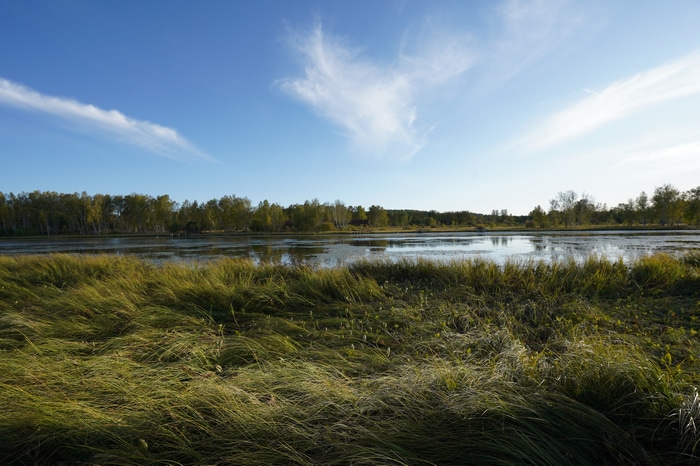 4K marsh landscape with trees and blue sky
