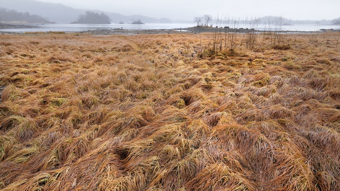 4K field of dry grass by the water
