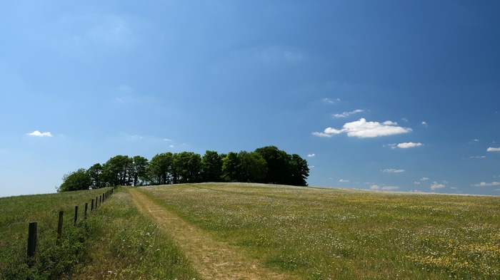 4K landscape of a grassy field with trees and flowers