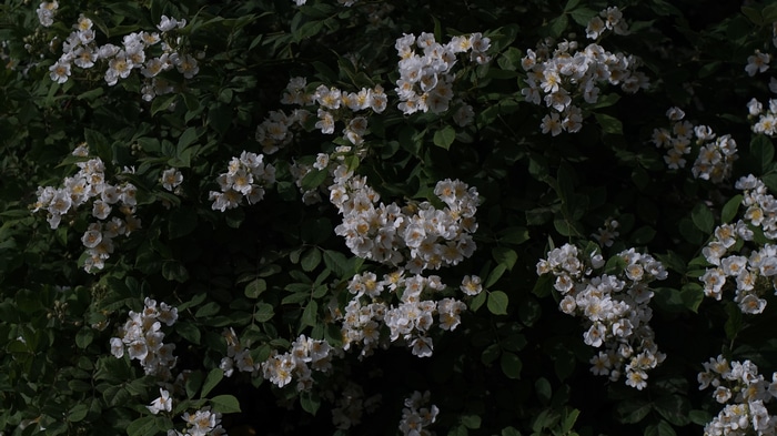 4K white flowers on green plants