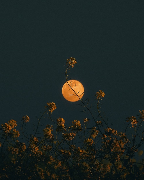 Full moon behind yellow flowers at night