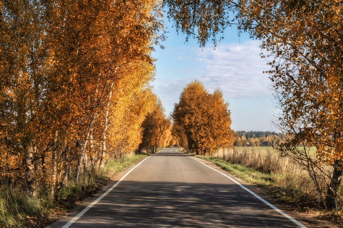 Road lined with autumn trees under a blue sky