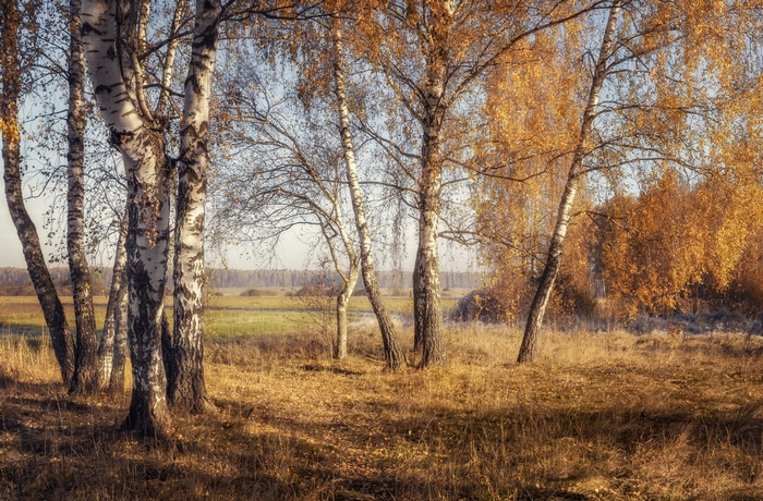 Birch trees in a field during autumn
