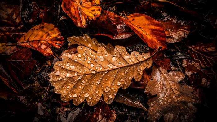 Fallen leaves with water drops in nature