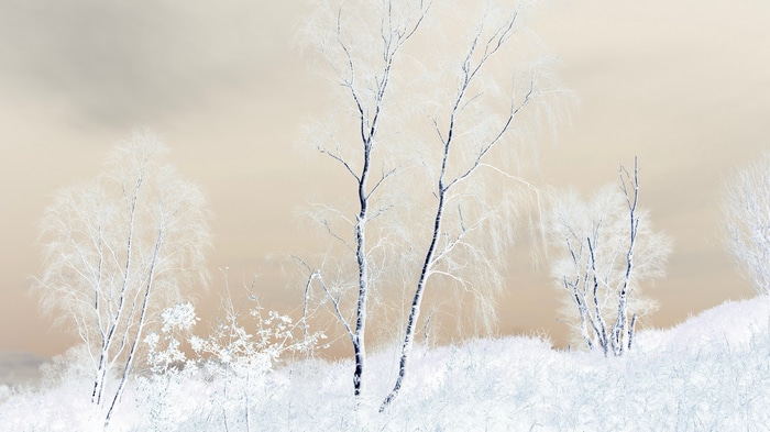 Winter landscape with bare trees and snow