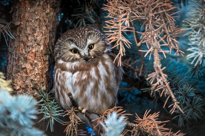 Northern Saw-whet owl perched on a tree branch