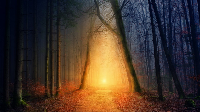 4K forest path with sunlight and mist