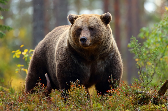 Brown bear in a forest with autumn foliage