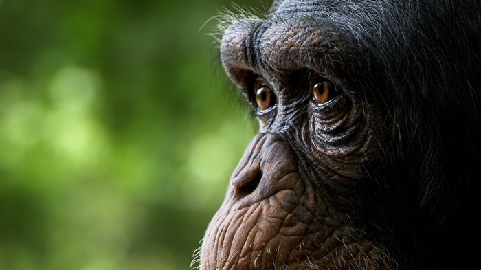 Close-up of a chimpanzee's face in nature