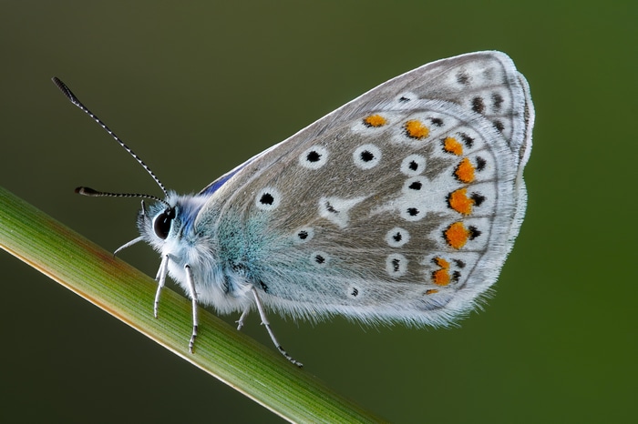 4K Macro shot of a butterfly on a blade of grass