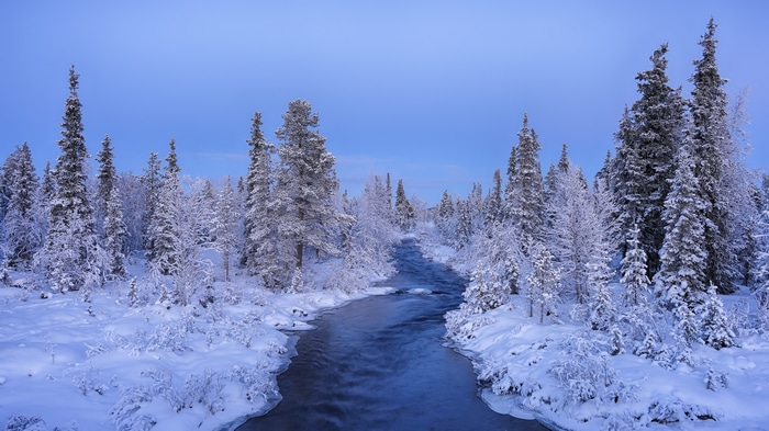 4K snow covered trees and creek in winter