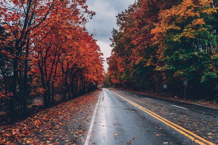 Road lined with autumn trees