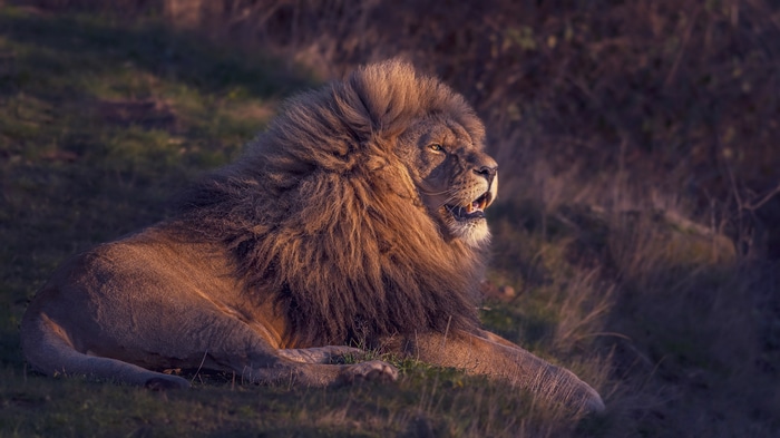 4K Lion with a Majestic Mane