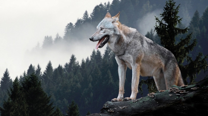 4K wolf in a misty forest