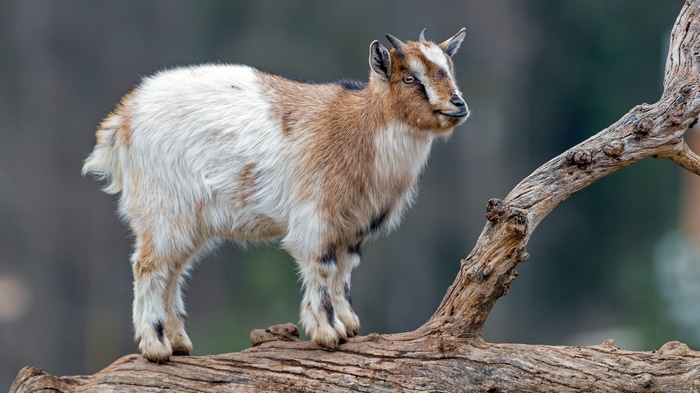 4K image of a goat on a branch