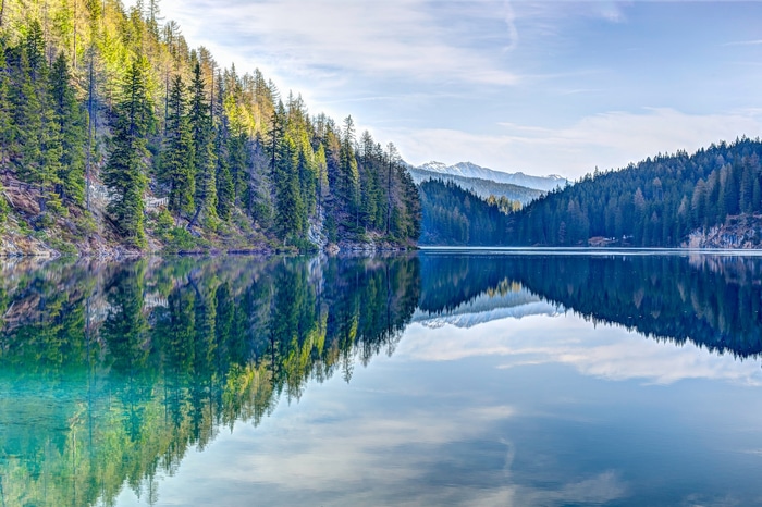 Forest reflecting in a calm lake