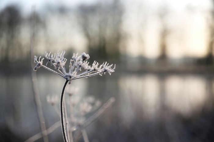 Frost covered plant in winter morning