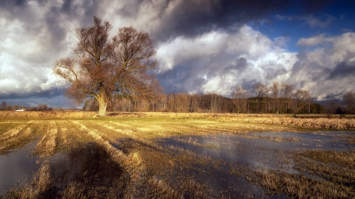 4K landscape with a lone tree and stormy clouds
