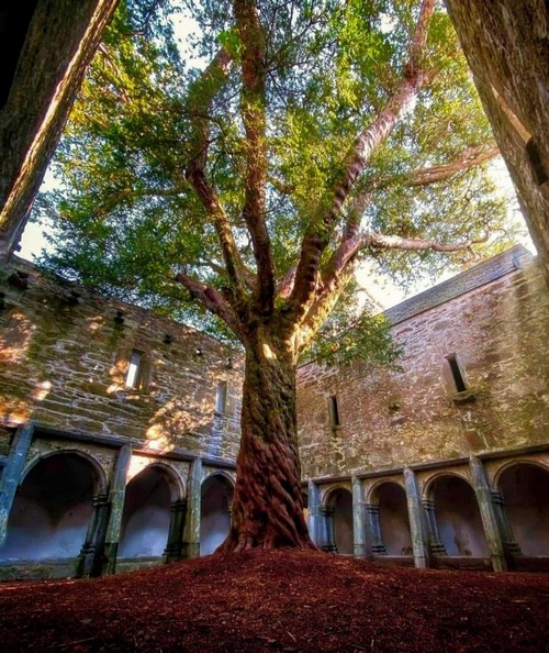 Ancient tree in a stone courtyard with arched walkways