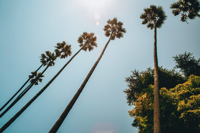 Palm trees against a clear blue sky in Porto