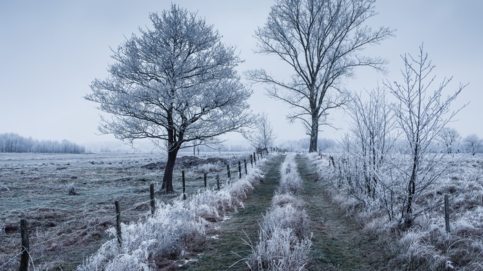4K winter landscape with frosted trees and a dirt path