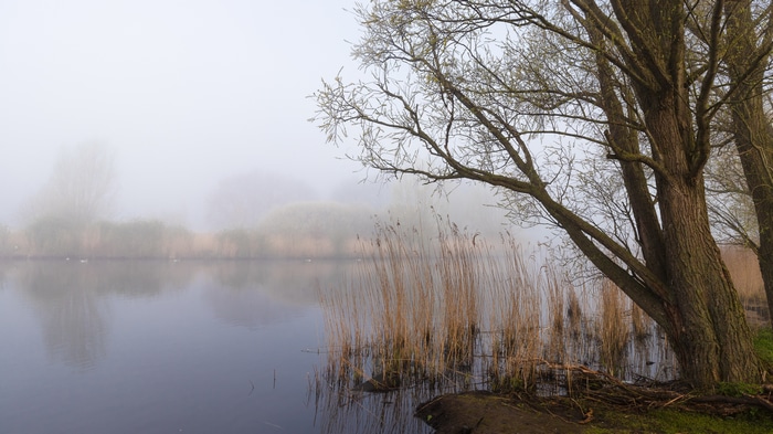 Misty lake with reeds and trees
