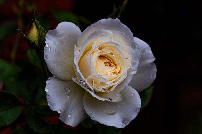 White rose with water drops on dark background