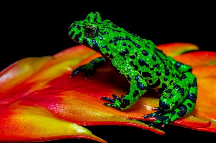 Green and black spotted frog on red and yellow leaves