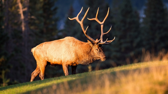 4K Elk with Antlers in a Forest