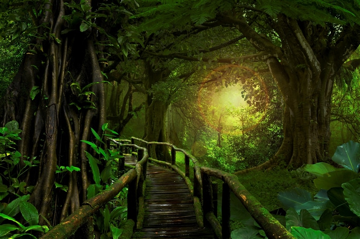 4K jungle bridge with sunlight filtering through trees