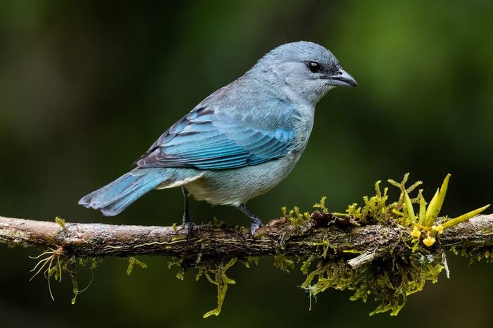 Blue bird perched on a mossy branch