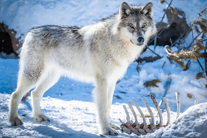 Wolf standing in the snow next to ribs