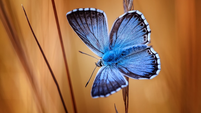 4K Macro shot of a blue butterfly on a plant stem