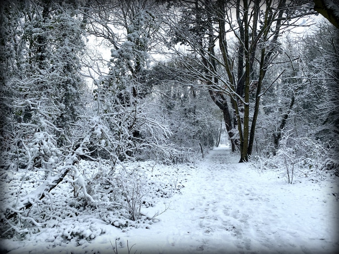 Snowy forest path in winter