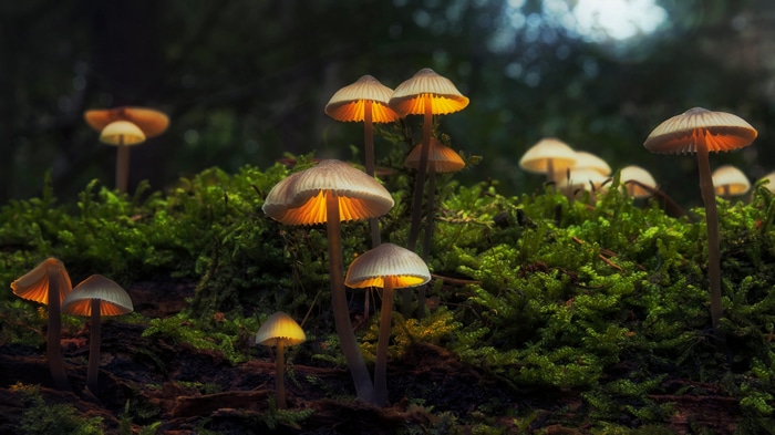 4K forest mushrooms on moss