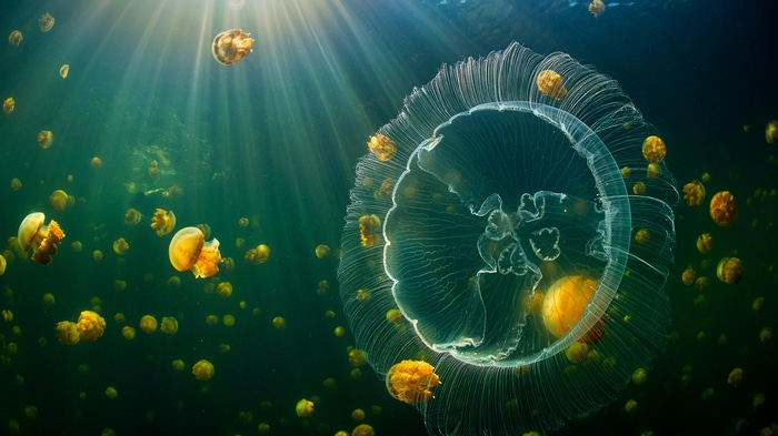 4K underwater scene with jellyfish and sun rays