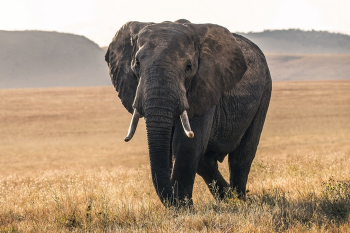 4K African Elephant in a Dry Field