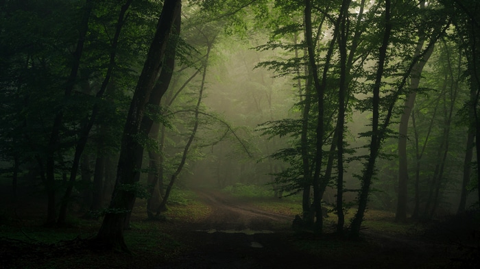 4K mist over a forest path