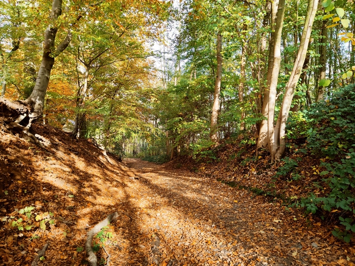 4K fall nature scene with sun rays through trees