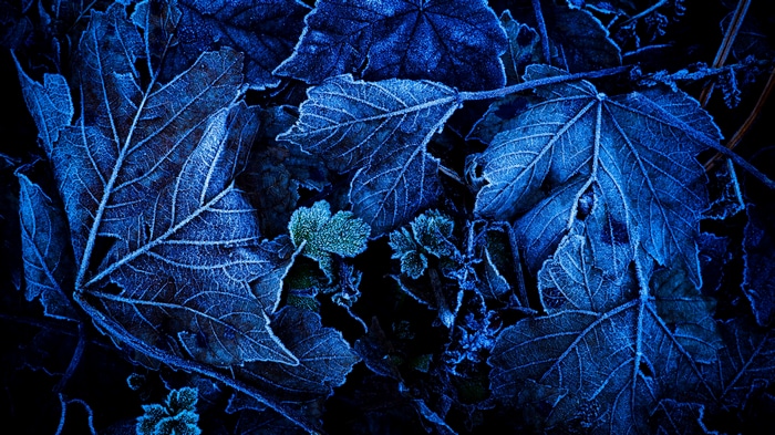 4K macro view of fallen leaves with ice crystals