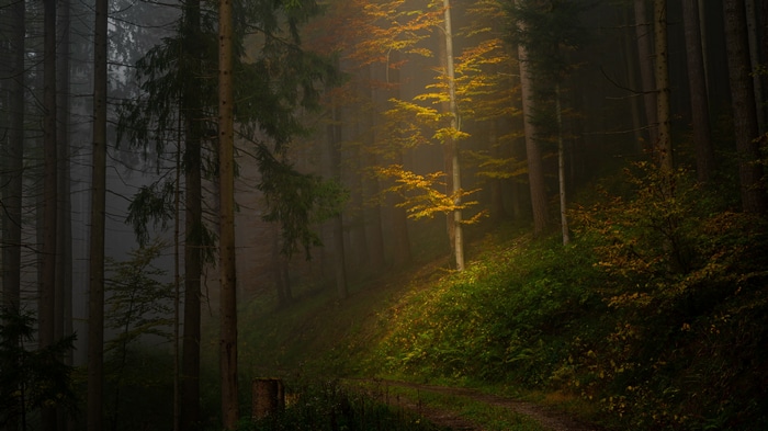 4K forest with sunlight filtering through trees