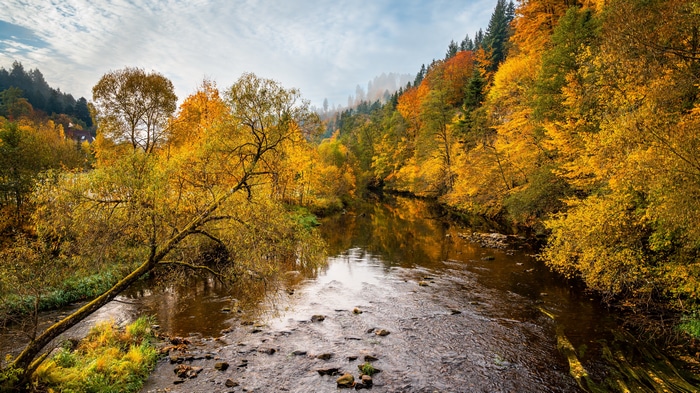 4K river and trees in fall