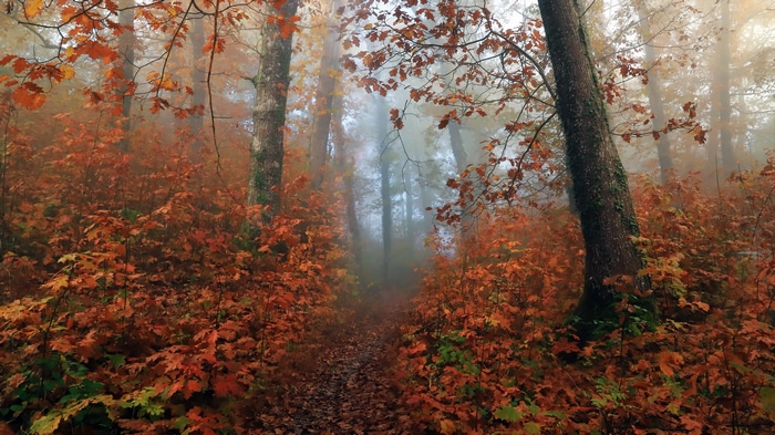4K fall forest with trees and mist