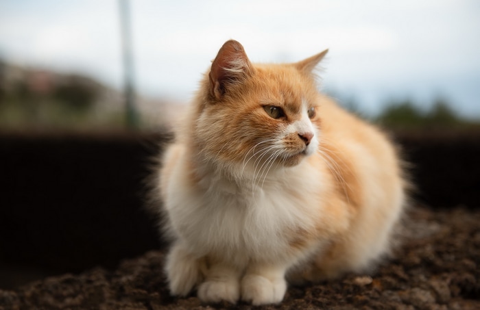 Orange and white cat sitting outdoors