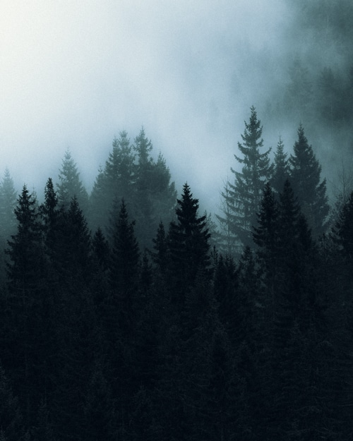 Misty forest with dark pine trees