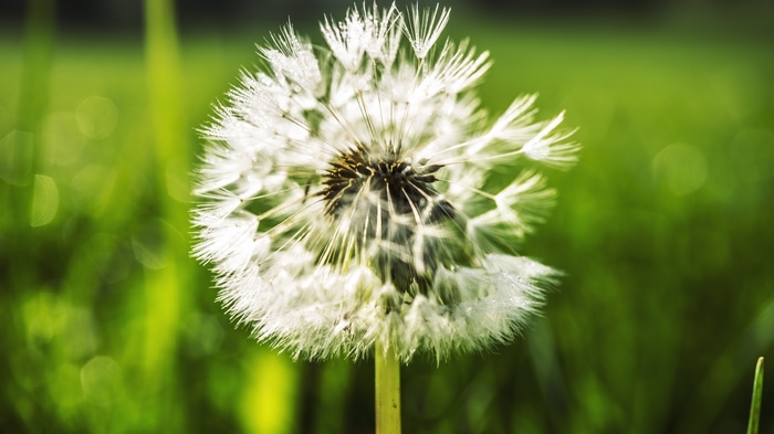 4K Dandelion Macro Photography